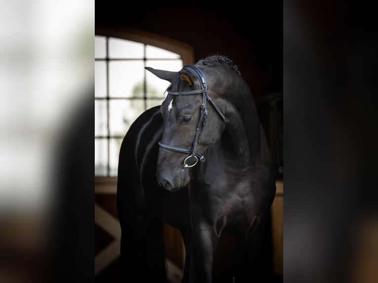 Zangersheider Hengst Rappe in Marcelewo