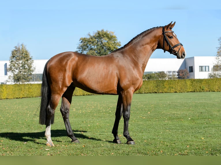 Zangersheider Hengst in H&#xF6;rstel
