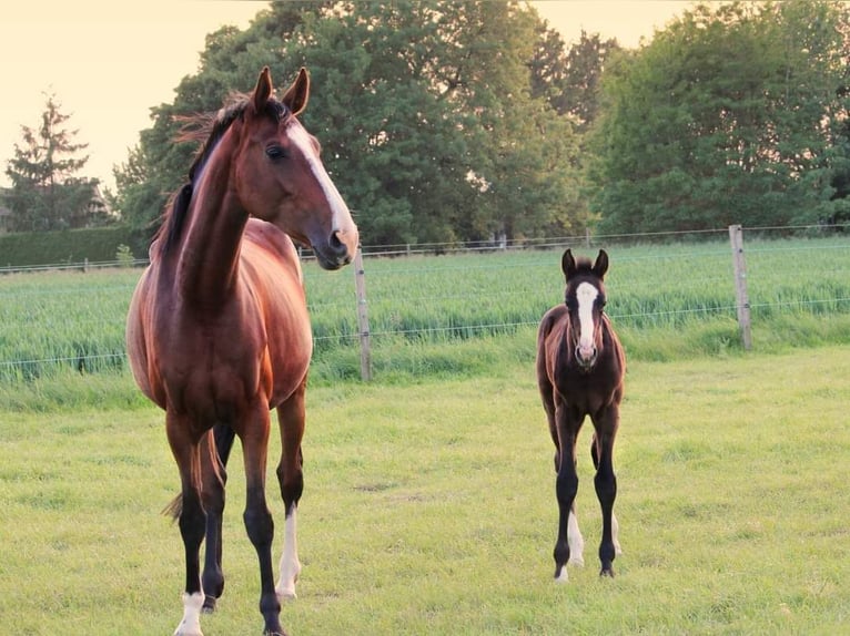 Zangersheider Hingst 1 år 150 cm Grå in Vaulx-Vraucourt