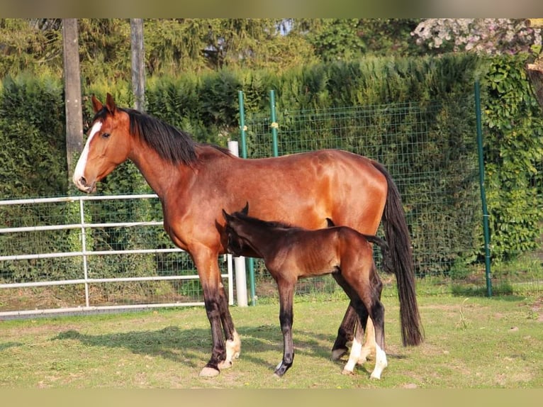 Zangersheider Hingst 1 år 150 cm Grå in Vaulx-Vraucourt