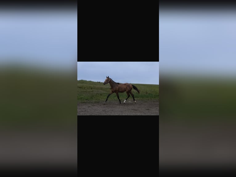 Zangersheider Hingst 1 år 165 cm Brun in Ujście