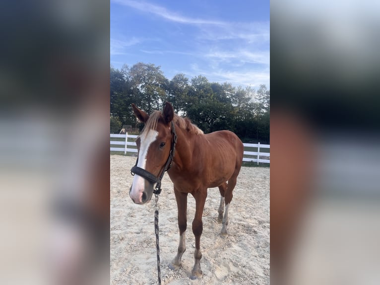 Zangersheider Hingst 1 år fux in Zella-Mehlis