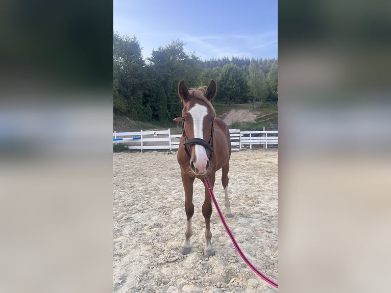 Zangersheider Hingst 1 år fux in Zella-Mehlis