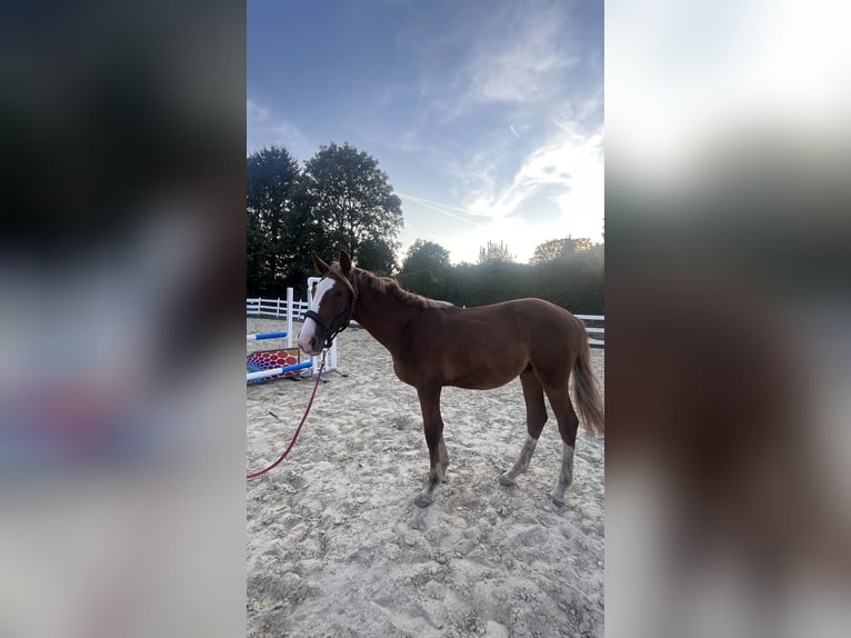 Zangersheider Hingst 1 år fux in Zella-Mehlis