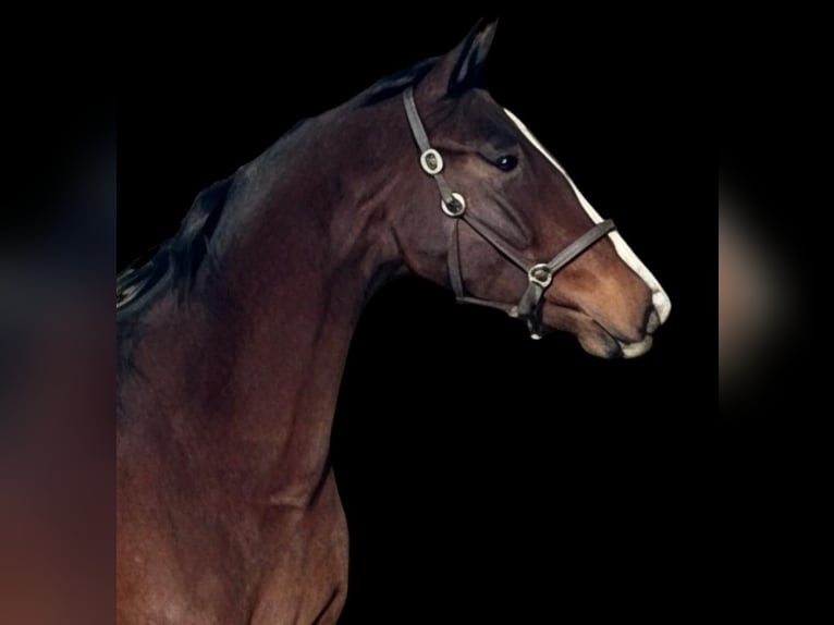 Zangersheider Hingst 2 år 166 cm Brun in Świekatowo