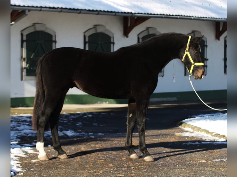 Zangersheider Hingst 2 år 168 cm Mörkbrun in Halbenrain