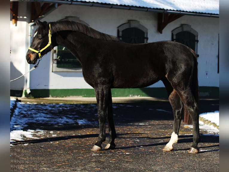 Zangersheider Hingst 2 år 168 cm Mörkbrun in Halbenrain