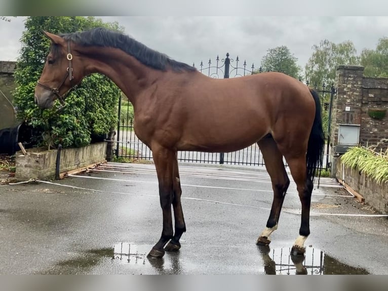 Zangersheider Hingst 2 år 170 cm Brun in Bladel