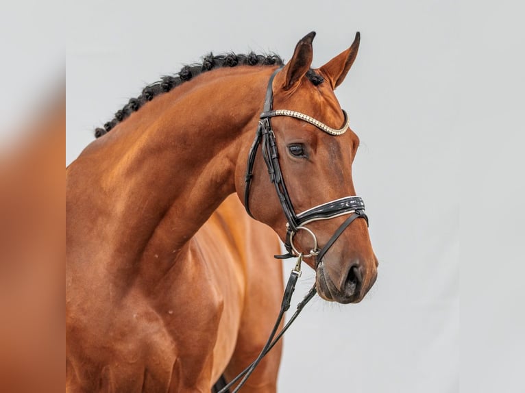 Zangersheider Hingst 2 år Brun in Münster-Handorf