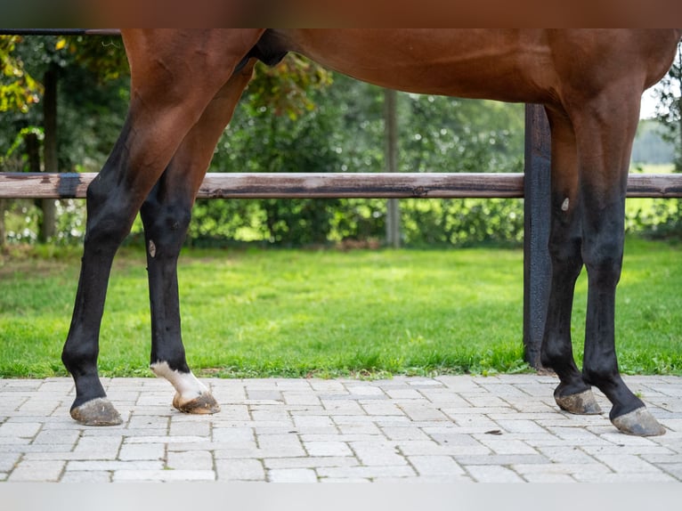 Zangersheider Hingst 3 år 159 cm Brun in Wijchmaal