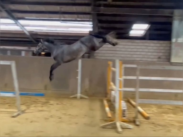 Zangersheider Hingst 3 år in Békéscsaba