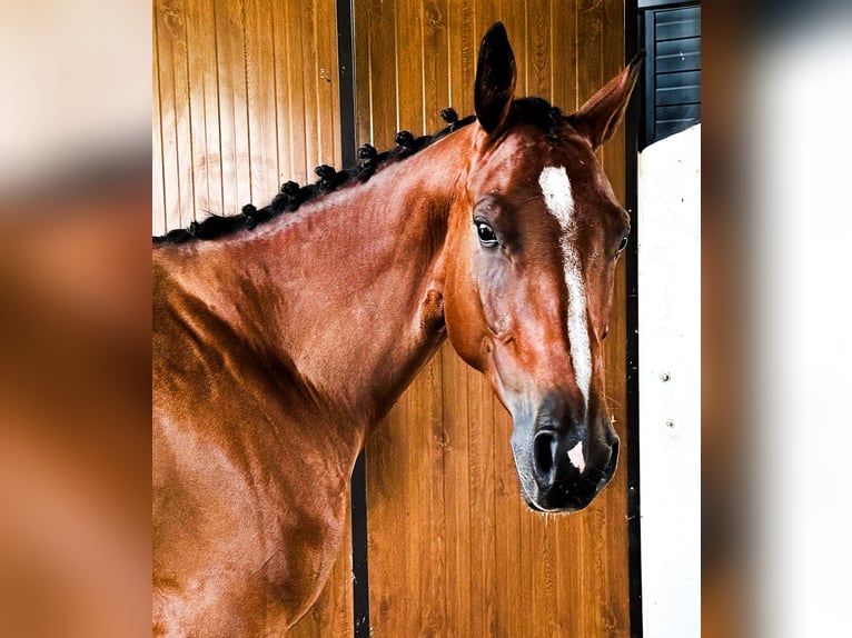 Zangersheider Hingst 5 år 165 cm Brun in GROTE-BROGEL