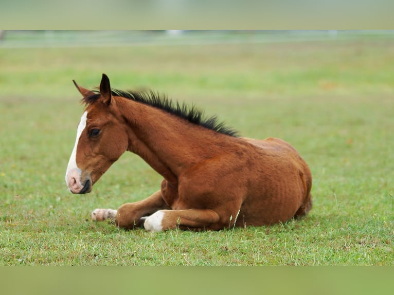 Zangersheider Hingst Föl (04/2024) 165 cm Brun in Żaary