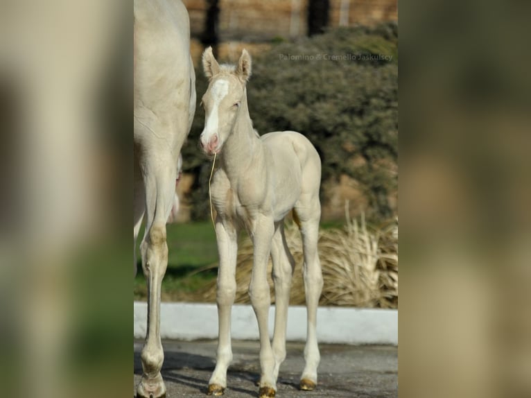 Zangersheider Hingst Föl (02/2024) 165 cm Cremello in Piecowice