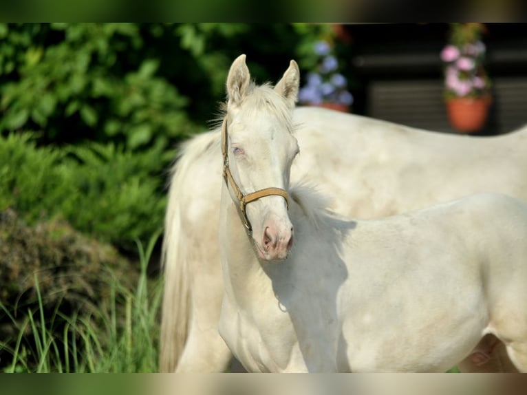 Zangersheider Hingst Föl (02/2024) 165 cm Cremello in Piecowice