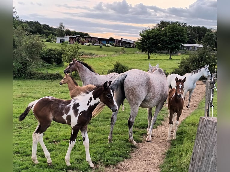 Zangersheider Hingst Föl (02/2024) 165 cm Kan vara vit in DAMPIERRE