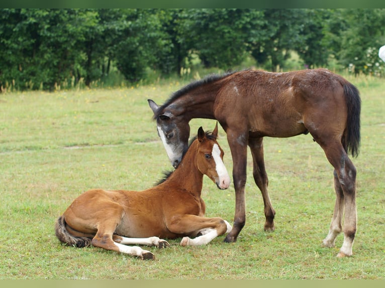 Zangersheider Hingst Föl (04/2024) 180 cm Grå in Żary