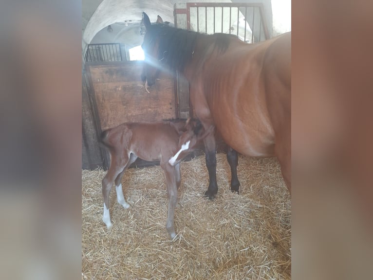 Zangersheider Hingst Föl (07/2024) Brun in Bayerisch Gmain