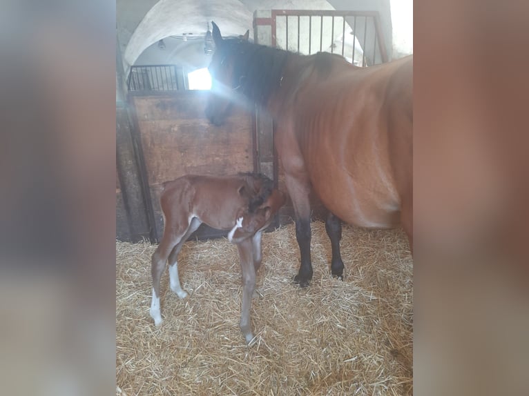 Zangersheider Hingst Föl (07/2024) Brun in Bayerisch Gmain