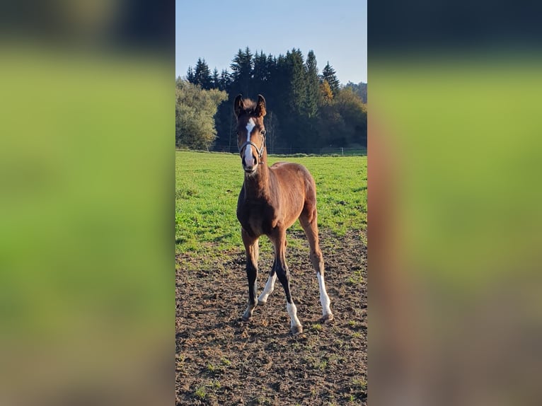 Zangersheider Hingst Föl (07/2024) Brun in Bayerisch Gmain