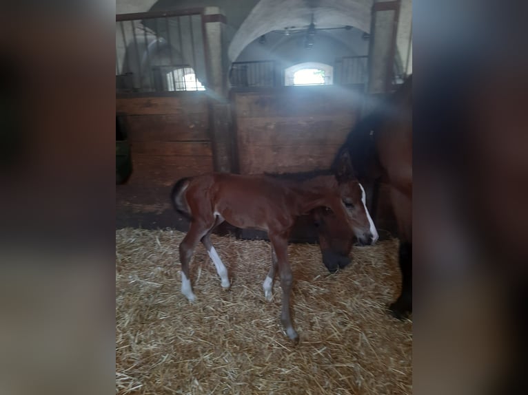 Zangersheider Hingst Föl (07/2024) Brun in Bayerisch Gmain