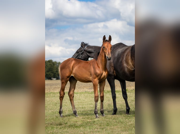 Zangersheider Hingst Föl (04/2024) Brun in Wudzyn