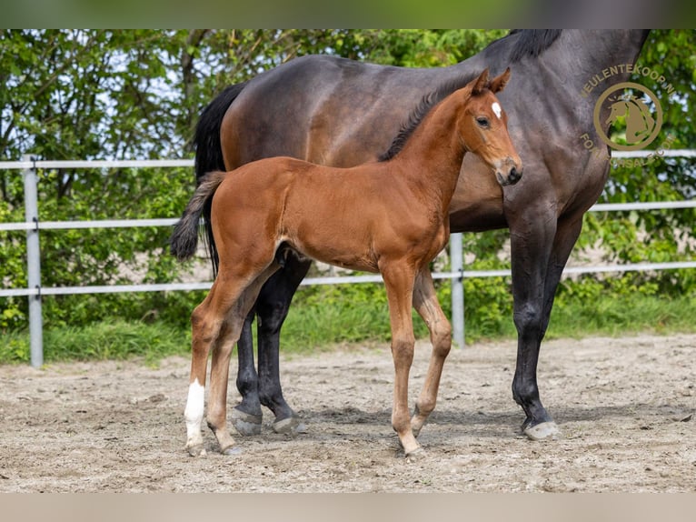 Zangersheider Hingst Föl (03/2024) Brun in Kortgene