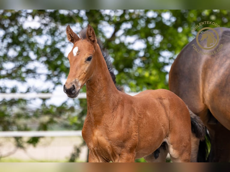 Zangersheider Hingst Föl (03/2024) Brun in Kortgene