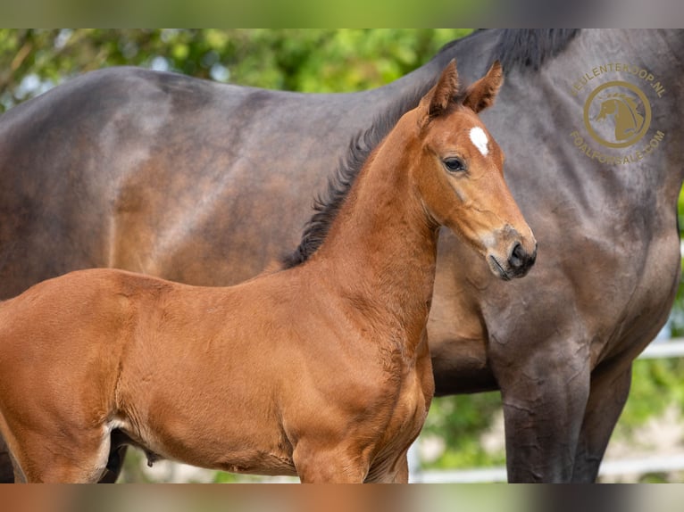 Zangersheider Hingst Föl (03/2024) Brun in Kortgene