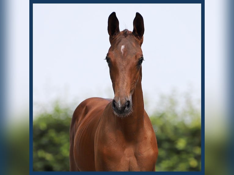 Zangersheider Hingst Föl (07/2024) Brun in Gieten