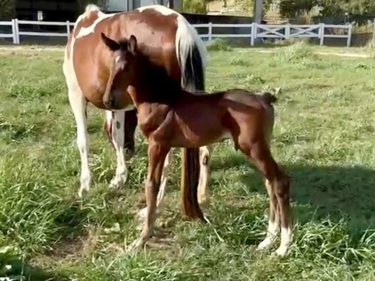 Zangersheider Hingst Föl (07/2024) Brun in GROTE-BROGEL