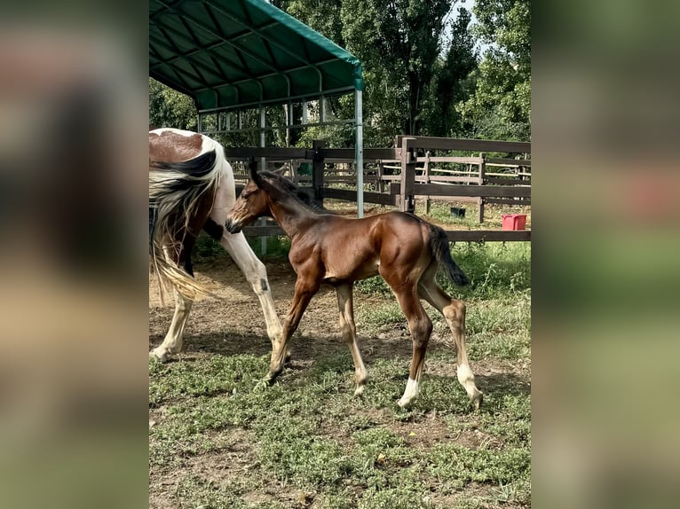 Zangersheider Hingst Föl (07/2024) Brun in GROTE-BROGEL