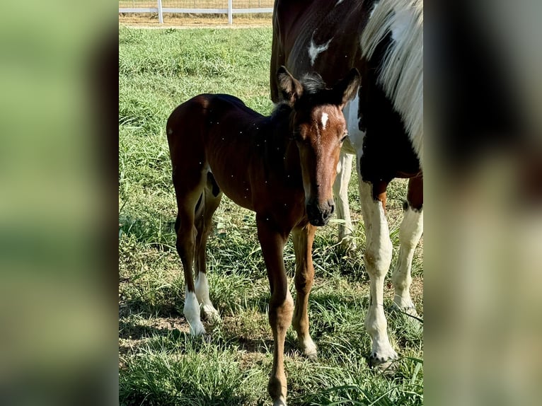 Zangersheider Hingst Föl (07/2024) Brun in GROTE-BROGEL