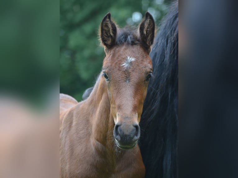 Zangersheider Hingst Föl (05/2024) Brun in MerzenMerzen