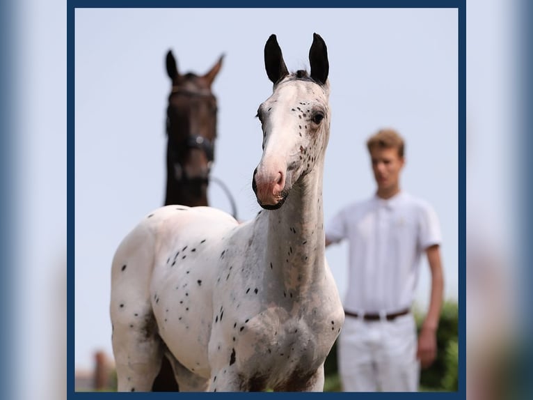 Zangersheider Hingst Föl (06/2024) in Gieten