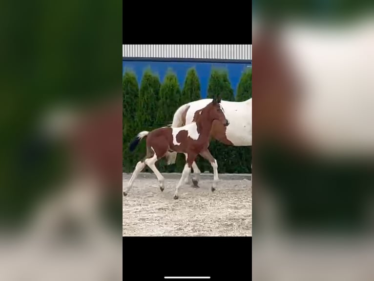 Zangersheider Hingst Föl (05/2024) in GROTE-BROGEL