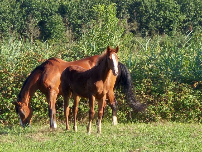 Zangersheider Hingst Föl (03/2024) fux in OBERHOFFEN-SUR-MODER