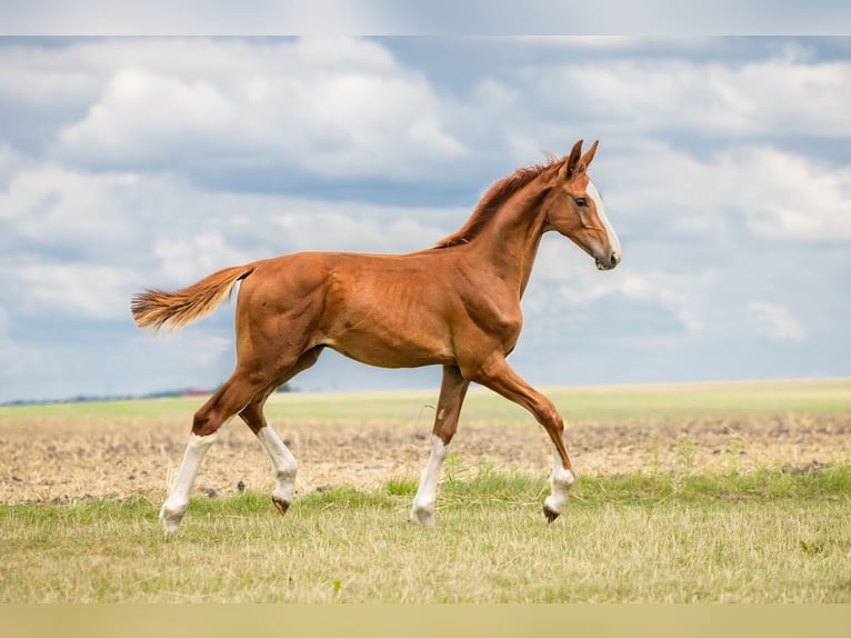 Zangersheider Hingst Föl (03/2024) fux in Wudzyn