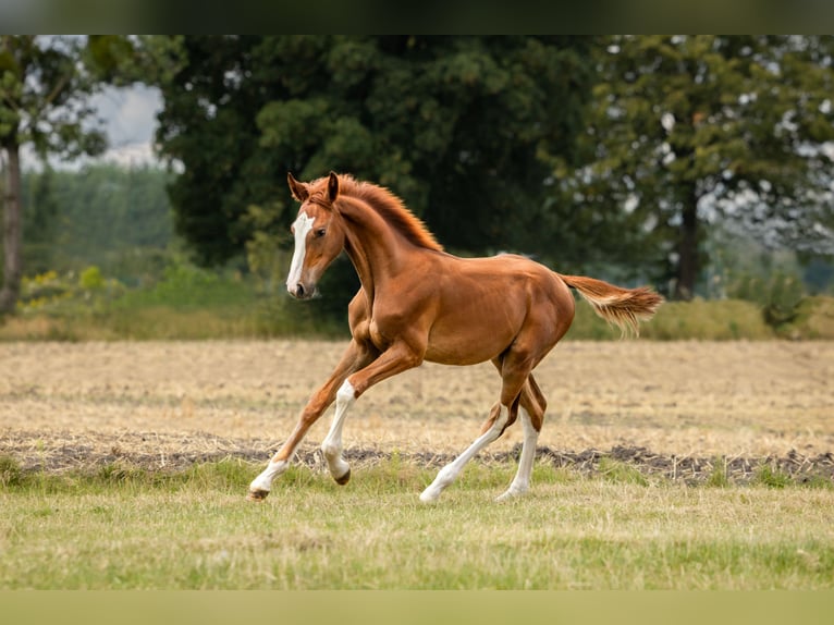 Zangersheider Hingst Föl (03/2024) fux in Wudzyn