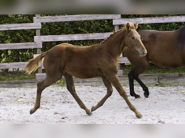 Zangersheider Hingst Föl (05/2024) Fux in Hannut