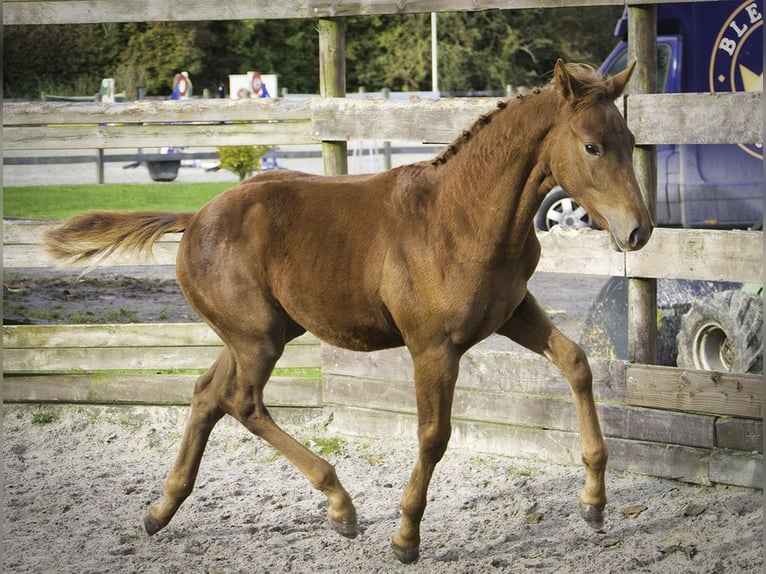 Zangersheider Hingst Föl (05/2024) Fux in Hannut