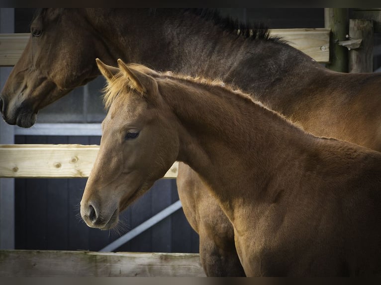 Zangersheider Hingst Föl (05/2024) Fux in Hannut