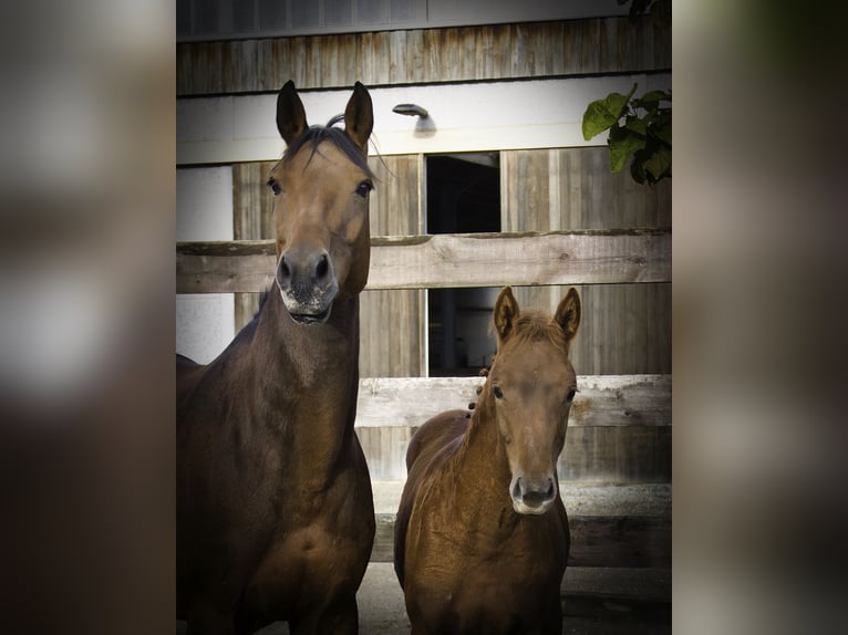 Zangersheider Hingst Föl (05/2024) Fux in Hannut