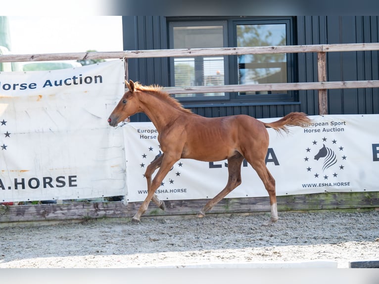 Zangersheider Hingst Föl (01/2024) fux in GROTE-BROGEL