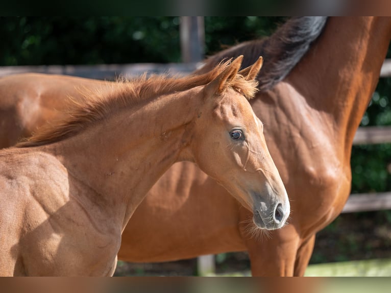 Zangersheider Hingst Föl (01/2024) fux in GROTE-BROGEL