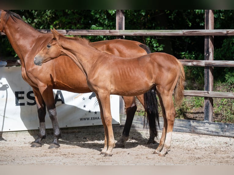 Zangersheider Hingst Föl (01/2024) fux in GROTE-BROGEL