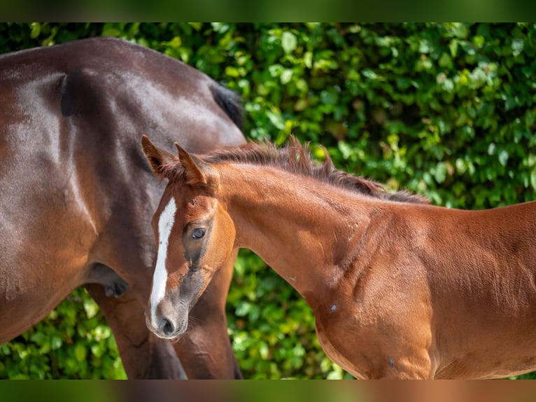 Zangersheider Hingst Föl (06/2024) fux in GROTE-BROGEL