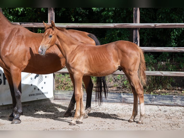 Zangersheider Hingst Föl (01/2024) fux in GROTE-BROGEL