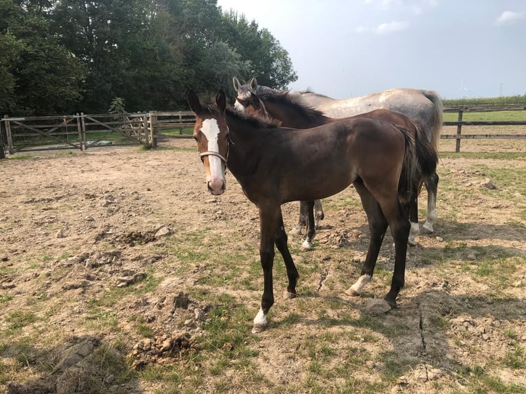 Zangersheider Hingst Föl (04/2024) Mörkbrun in Swifterbant