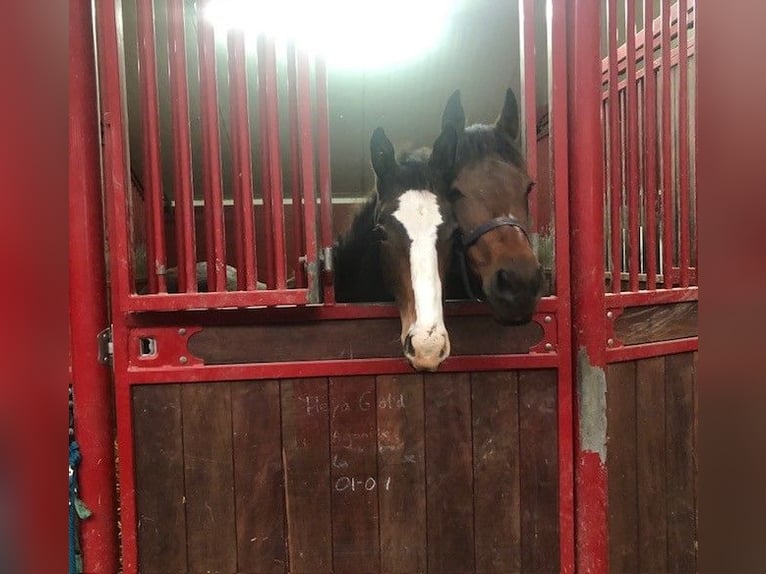 Zangersheider Hingst Föl (04/2024) Mörkbrun in Swifterbant